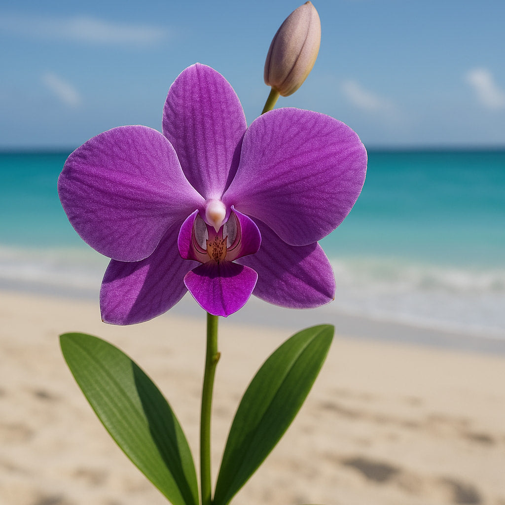 Aloha Orchid