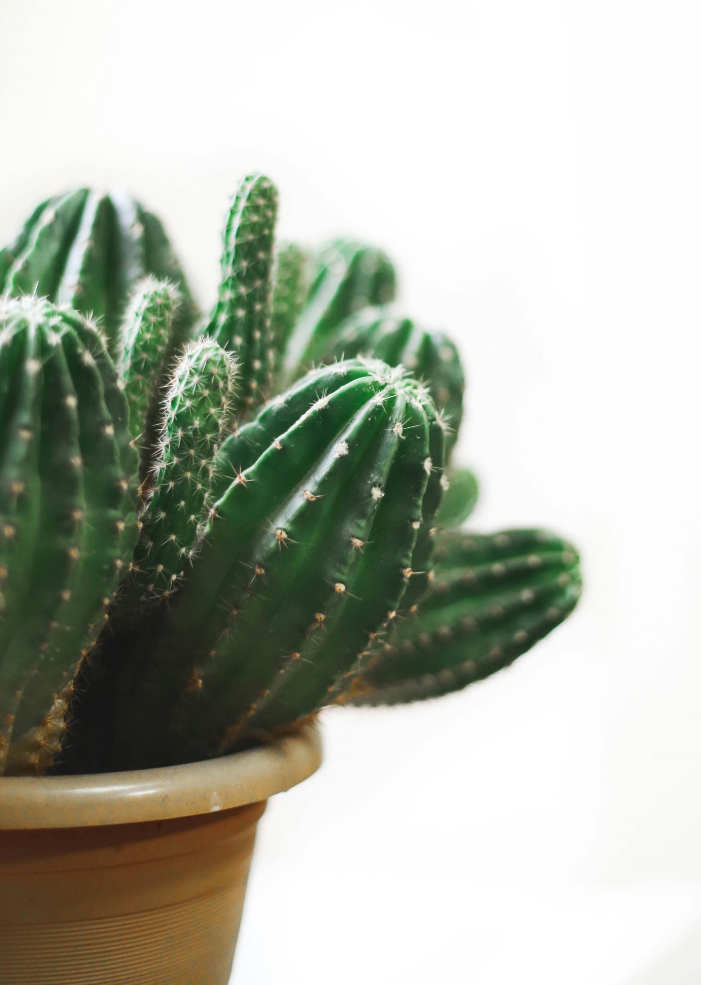 Cactus Blossom Fragrance Oil