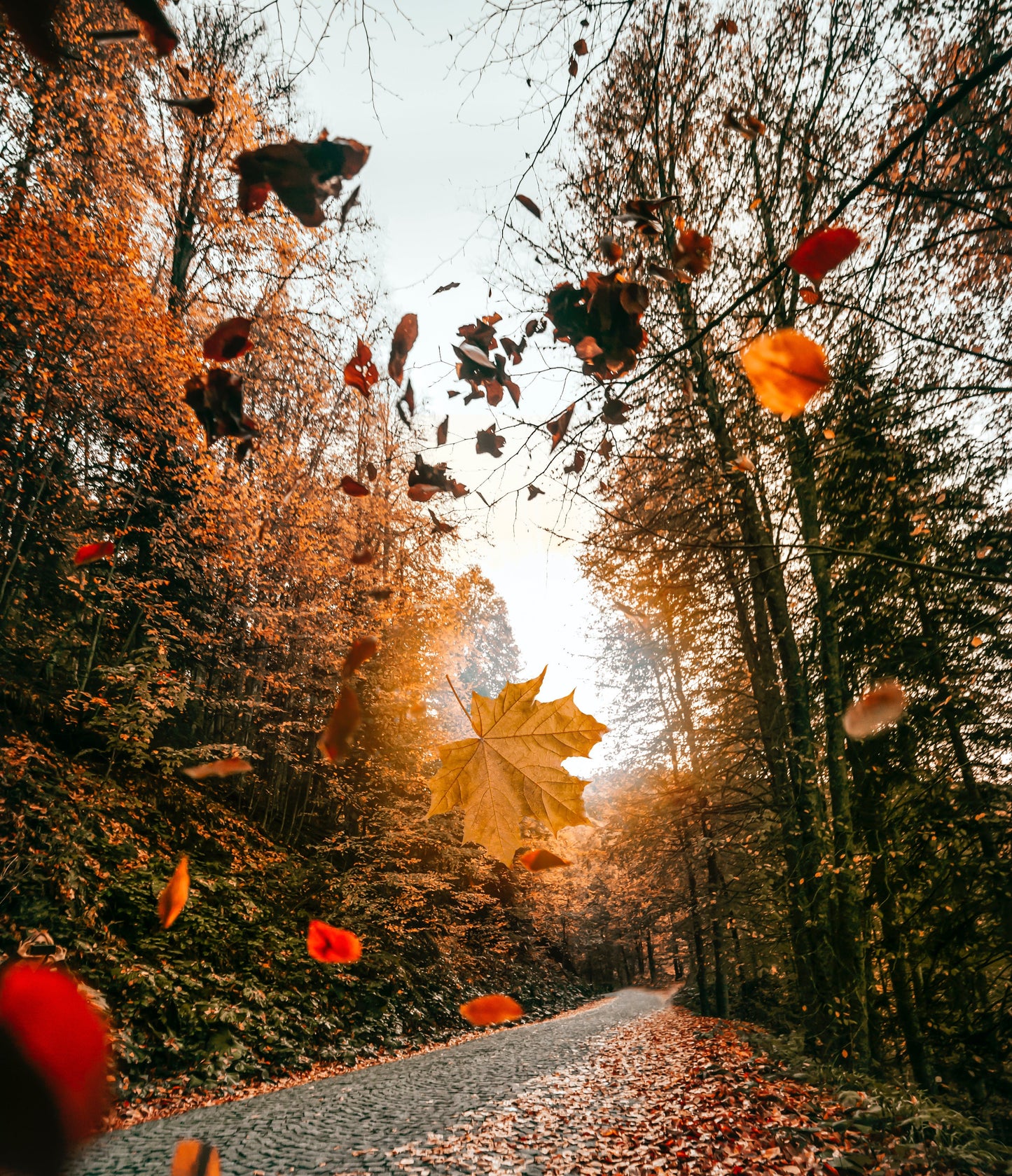 Exotic Woodlands