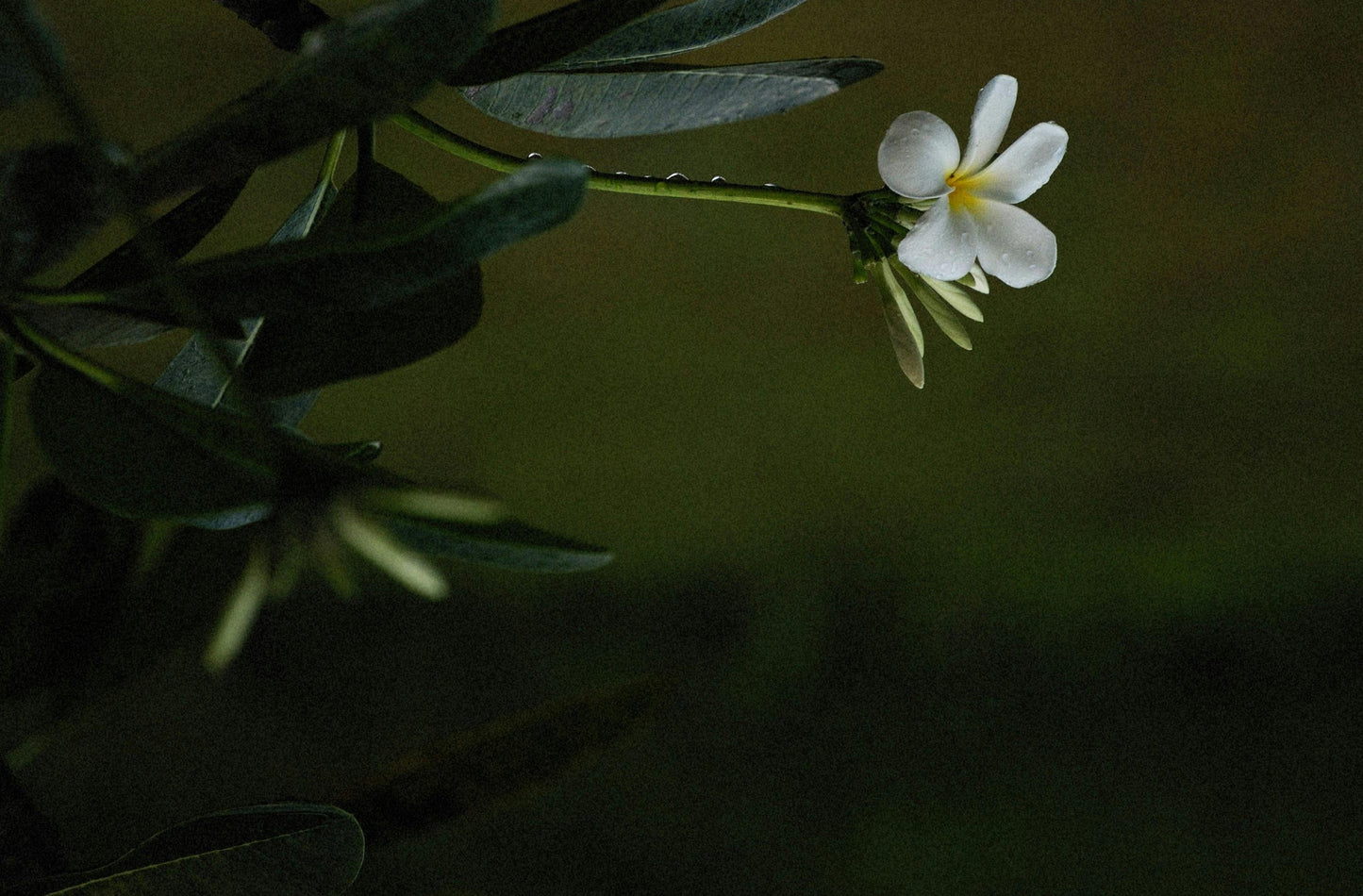 Jasmine & Ylang Ylang Fragrance Oil