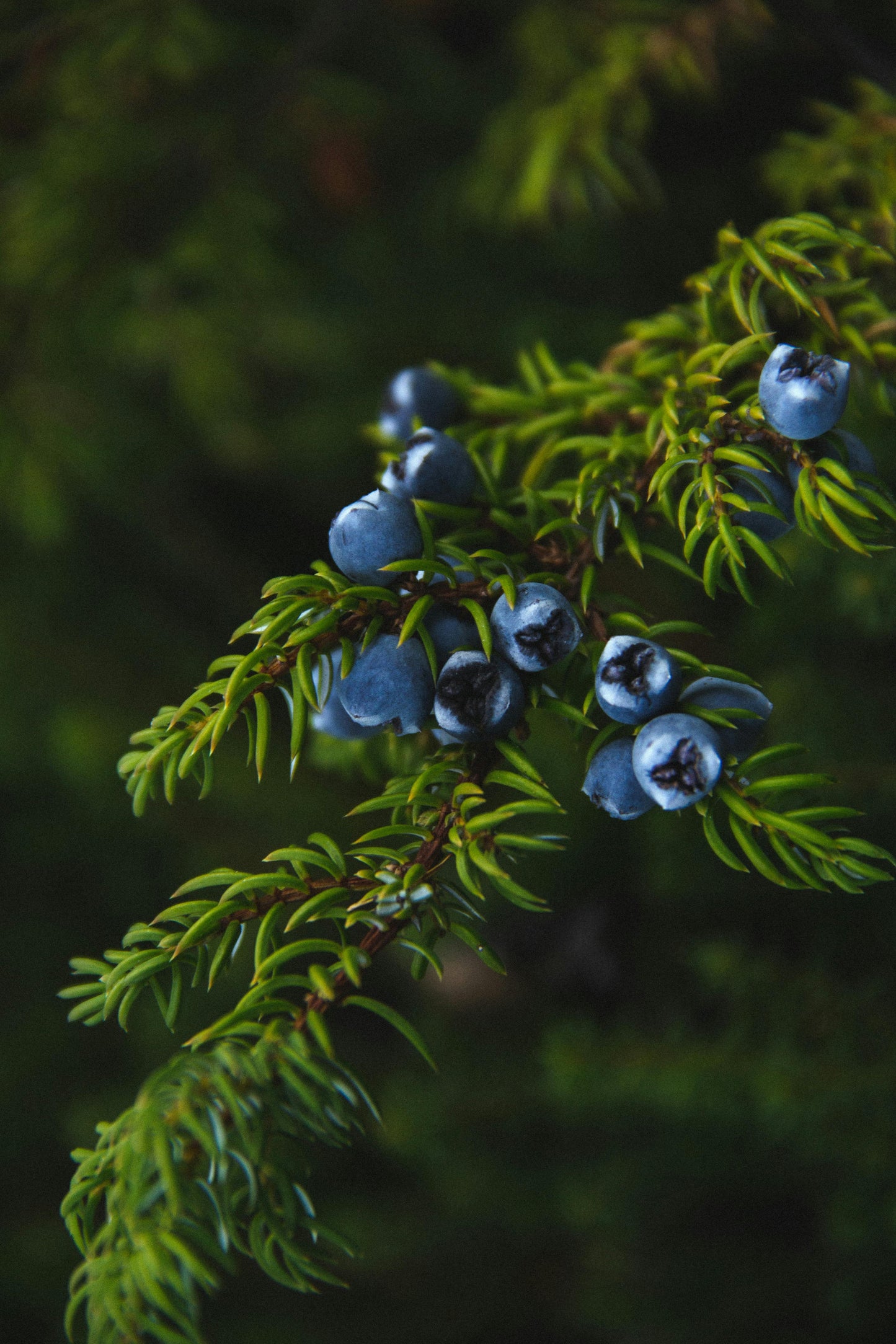 Juniper Berry and Cedar Fragrance Oil