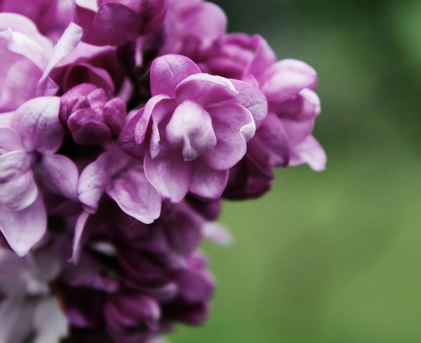 Lilac Fragrance Oil