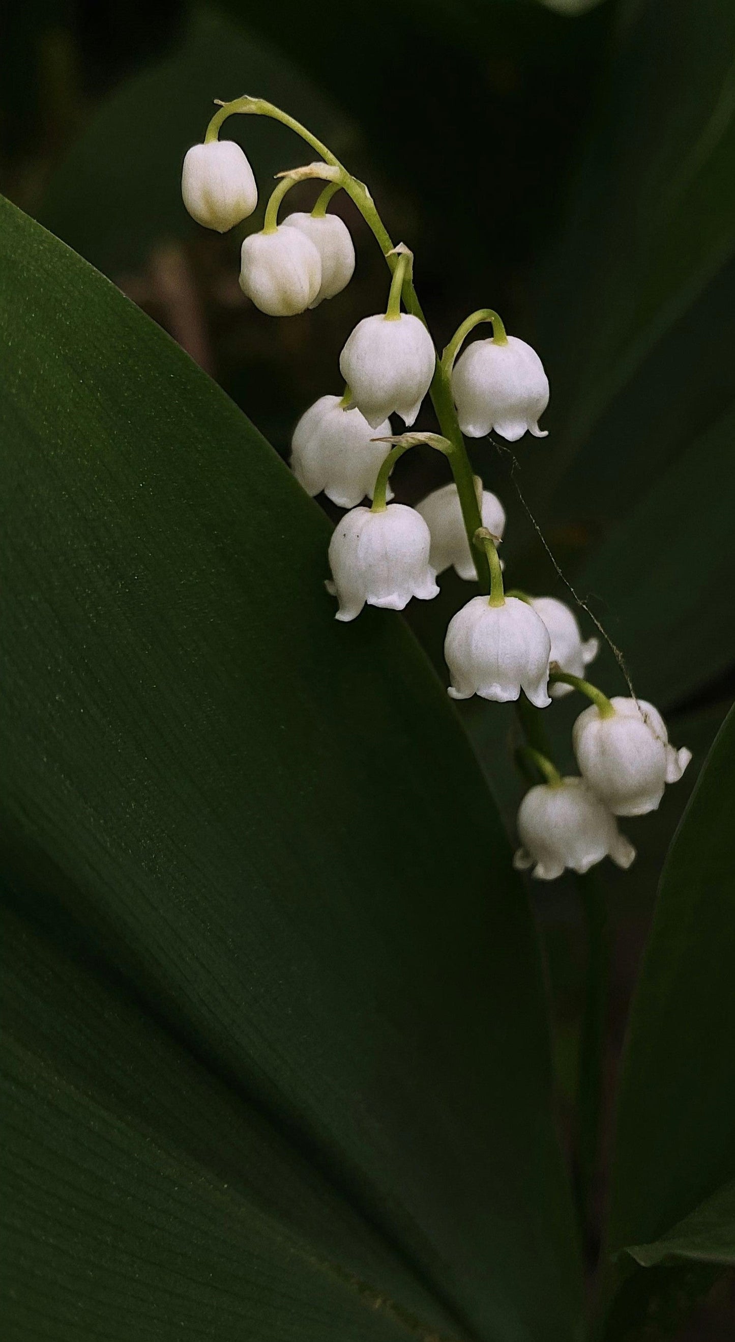 Lily of the Valley Fragrance Oil