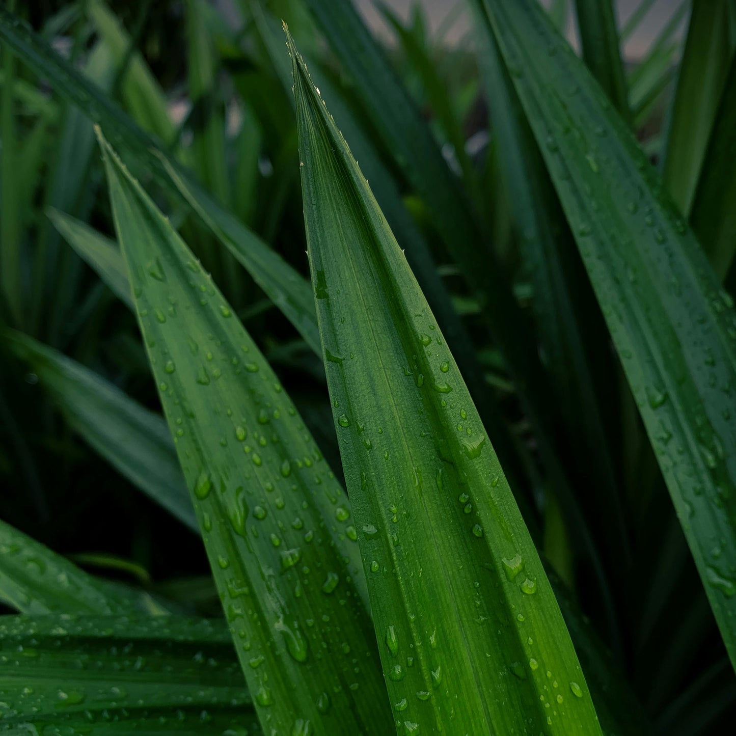 Pandan Leaves