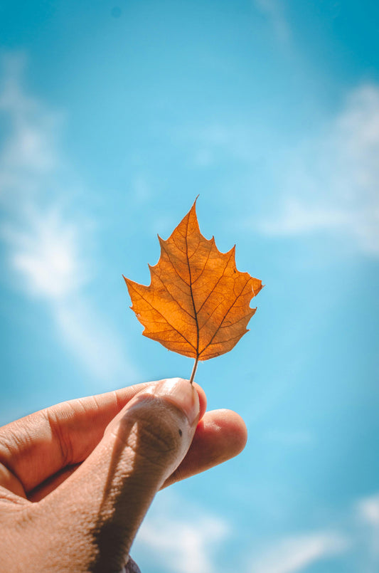 Fall Leaves and Blue Sky Fragrance Oil