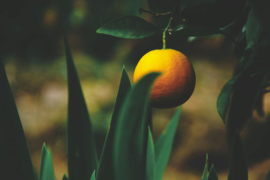 Honey Clementine Fragrance Oil